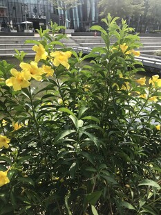 软枝黄蝉