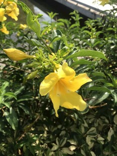 软枝黄蝉