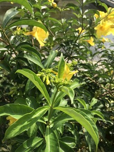 软枝黄蝉