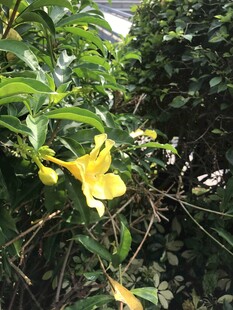 软枝黄蝉