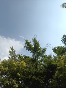蓝天绿树间的清新景致