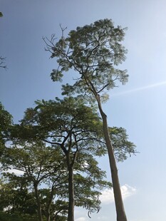 高耸入云的挺拔松树
