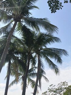 蓝天椰树风景
