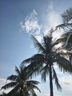 蓝天椰树