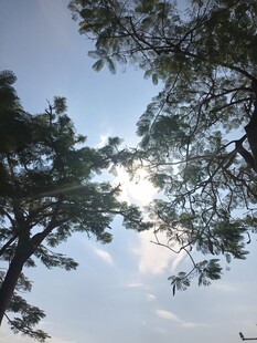 仰视天空下的繁茂树木