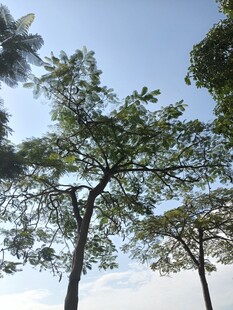 蓝天绿树风景