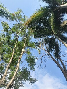 仰视葱郁高大的棕榈树