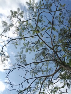 仰视树枝与蓝天景象