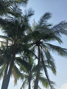 蓝天椰树