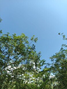 蓝天绿树风景