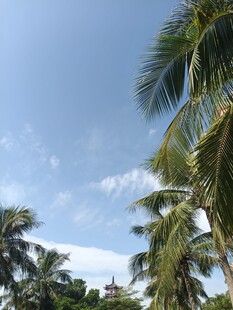 蓝天椰树风景图
