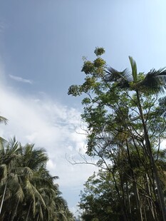 蓝天绿树间的自然景致