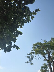 仰视绿树蓝天美景
