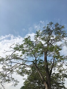蓝天绿树风景图