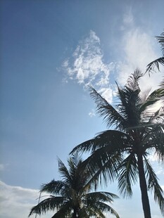 蓝天椰树间的阳光美景