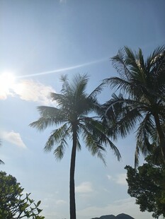 阳光下的高大棕榈树