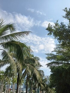 蓝天椰树风景图