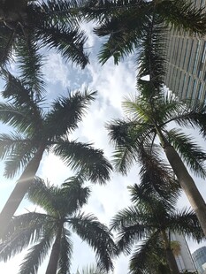 仰观高耸入云的棕榈树