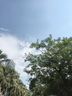 蓝天绿树风景