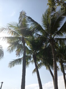 蓝天椰树风景图