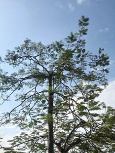 蓝天映衬下的挺拔树木