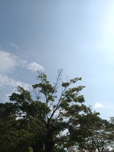 阳光下的绿树与蓝天