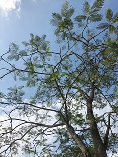 蓝天映衬下的繁茂树枝