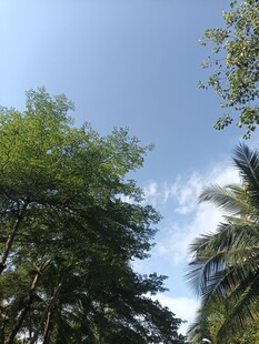 蓝天绿树间的清新景致