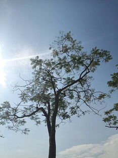 蓝天之下的孤树