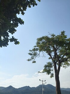 蓝天绿树间的自然景致
