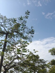 蓝天绿树间的清新景致