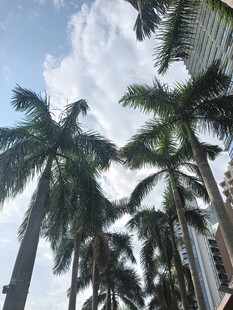 城市中高耸的棕榈树景观
