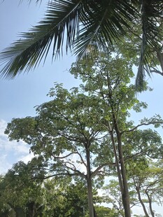 蓝天绿树间的清新景致