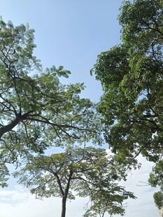蓝天绿树自然景致