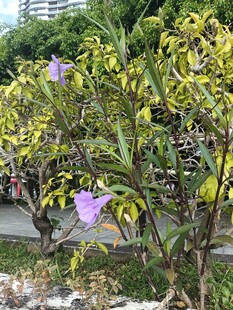 路边绽放的紫色花朵植物