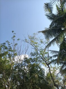 蓝天绿树间的自然景致