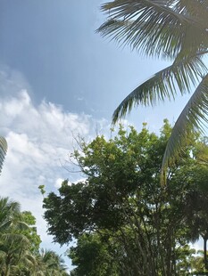 蓝天绿树间的清新景致