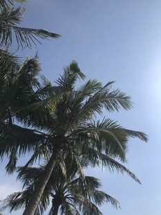 蓝天椰树