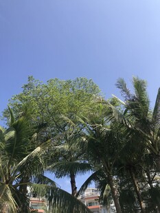 蓝天映衬下的翠绿棕榈树