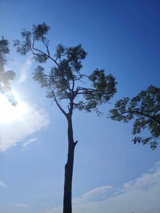 阳光下的挺拔树木