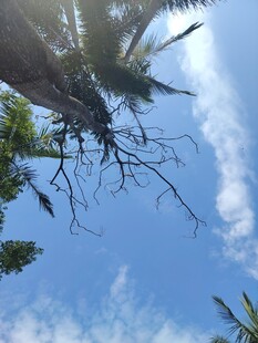 仰望蓝天与繁茂棕榈树
