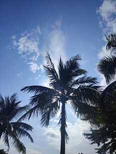 蓝天椰树美景