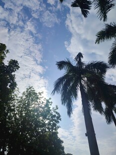 蓝天椰树间的自然景致