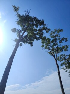 仰观蓝天绿树阳光美景
