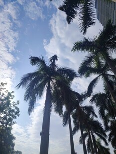 蓝天椰树风景图