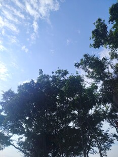 蓝天绿树风景图