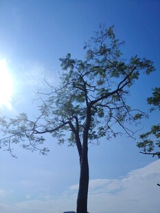 蓝天孤树