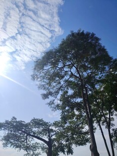 蓝天绿树间的阳光美景