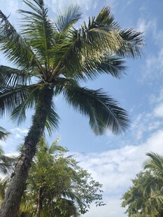 蓝天椰树风景图
