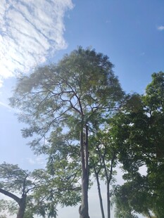阳光下的挺拔树木